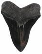 Serrated, Black, Fossil Megalodon Tooth - Georgia #56506-2